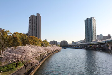 Obraz premium 桜と川