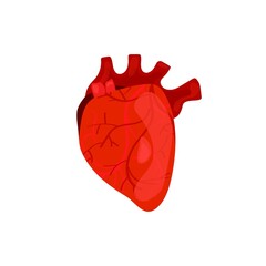 Heart, internal organ on a white background.