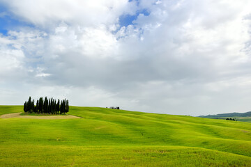 Stunning aerial view of green fields and farmlands with a group of cypress trees on the horizon. Summer rural landscape of rolling hills and curved roads of Tuscany, Italy.