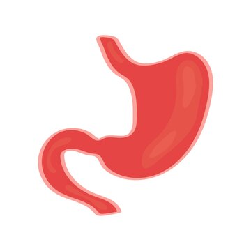 Stomach icon on a white background.