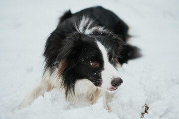 border collie dog in snow
