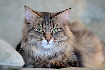 A norwegian forest cat with green eyes