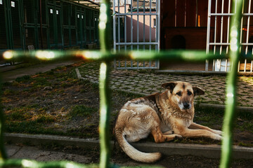 dog in cage - animal shelter