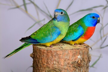 Ein Paar Glanzsittiche (Neophema splendida) in der Voliere.