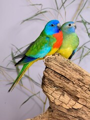 Ein Paar Glanzsittiche (Neophema splendida) in der Voliere.