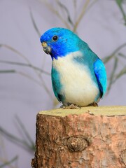 Glanzsittich der blauen Mutation (Neophema splendida) in der Voliere.