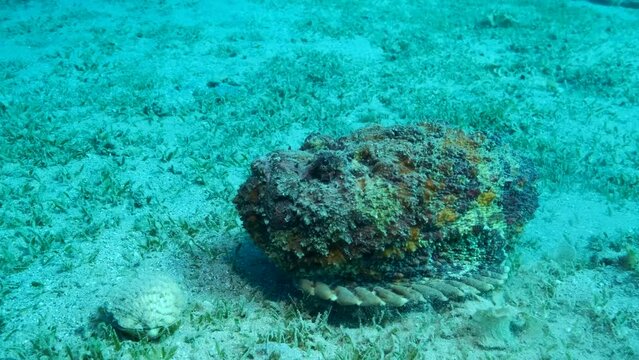 Close-up portrait of the Stonefish quickly moves along the sandy bottom covered with green seagrass. Reef Stonefish (Synanceia verrucosa). 4K-60fps