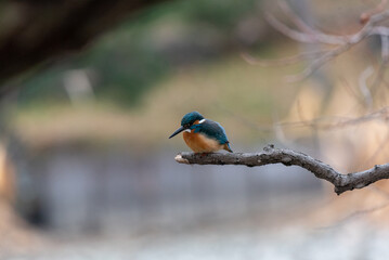 yellow billed kingfisher