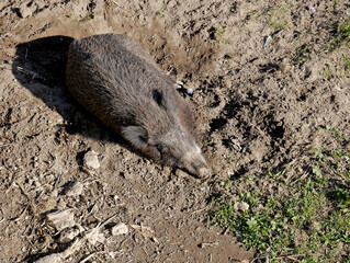 A wild boar sleeps in a sunny area along the bank of a river
