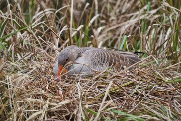 Wild Goose sitting on a nest and hatching some eggs