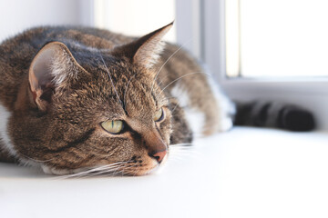 Gray shorthair domestic tabby cat lying on a white windowsill. Selective focus.