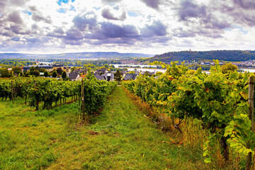 Naklejka premium Vineyards in Germany.