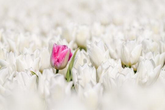 A single pink tulip grows in a field of white tulips and stands out of the crowd.