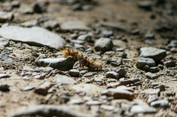 caterpilar