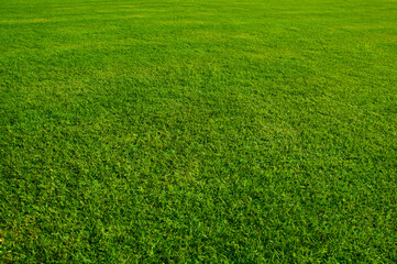 A lush green lawn or meadows in the park. Close up with perspective view.
