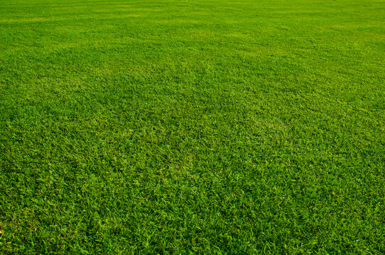 A lush green lawn or meadows in the park. Close up with perspective view.