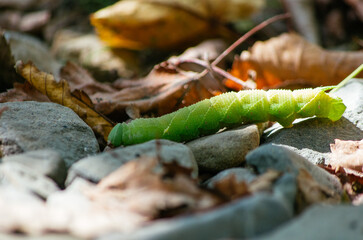 caterpilar