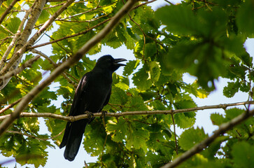 crow on a tree