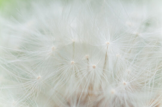 Fototapeta Flugschirme Löwenzahn - dandelion (taraxacum officinale)