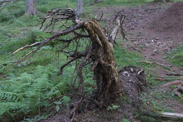 This series explores the natural variety found in the Black Forest.

Vegetation variety, tree stumps, fungus, branch heap, and more; all over different moods and settings.