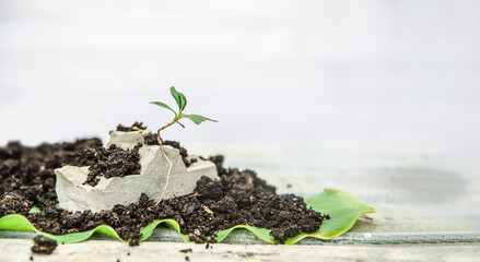 soil and small sprout isolated over white wooden background, gardeing or farming concept, eco, new life or season