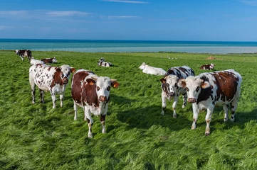 Foto op Plexiglas Troupeau de vaches (boeufs) dans une prairie en bord de mer. Cote d 'Albatre en Seine-maritime © S. Leitenberger