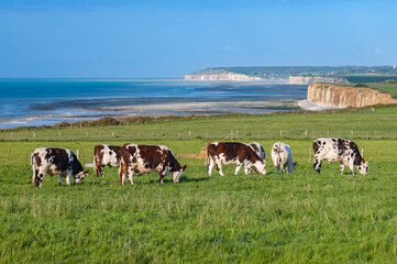 Troupeau de vaches (boeufs) dans une prairie en bord de mer. Cote d 'Albatre en Seine-maritime