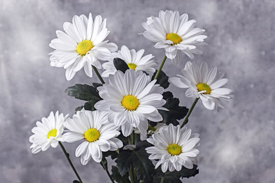 Bouquet of large flowers of white chamomile Levcantemella on a light background