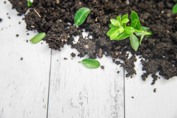 soil and small sprout isolated over white wooden background, gardeing or farming concept, eco, new life or season