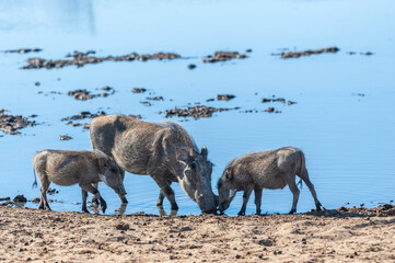 Closeup of a group of Common Warthogs - Phacochoerus africanus- near a waterhole of Etosha. Etosha National Park, Namibia.