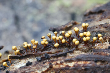 Slime mold forming sporangia on a spruce log in Finland
