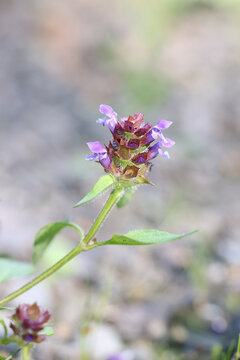 Self-heal, alsp known as Heal-all, Heart-of-the-earth or  Woundwort, wild flowering plant from Finland
