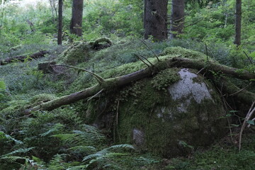 This series explores the natural variety found in the Black Forest.

Vegetation variety, tree...
