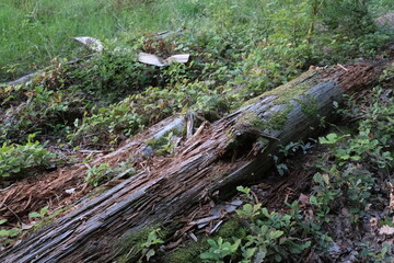 Fototapeta premium This series explores the natural variety found in the Black Forest.Vegetation variety, tree stumps, fungus, branch heap, and more; all over different moods and settings.