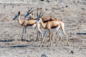 Closeup of a herd of Impalas - Aepyceros melampus- grazing on the plains of Etosha National Park, Namibia.