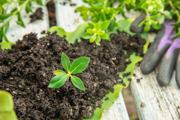 soil and small sprout isolated over white wooden background, gardeing or farming concept, eco, new life or season