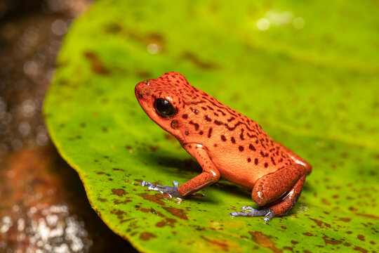 Strawberry poison-dart frog (Oophaga pumilio, formerly Dendrobates pumilio), species of small poison dart frog found in Central America. La Fortuna, Costa Rica wildlife