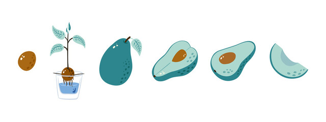 Avocado life cycle Set. Hand drawn Whole avocado, sliced pieces, half, leaf and seed. Doodle style. Tropical summer fruit illustration for label, print, poster, banner, wallpaper, food package design