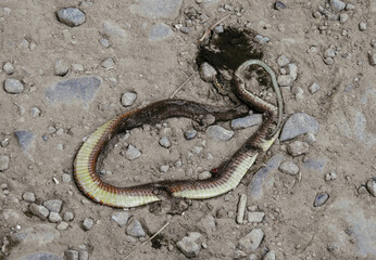 snake in the water