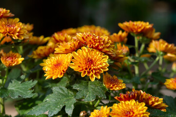 Close up of yellow-orange chrysanthemums flowers