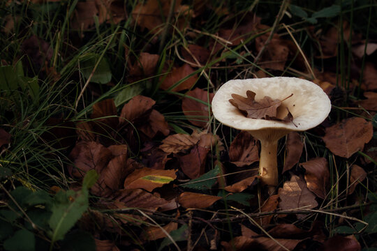 Brown leaves in a divet in a white mushroom cap in the Palatinate forest of Germany on a fall day.