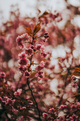 Sakura blossom springtime japan