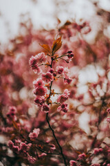 Sakura blossom springtime japan