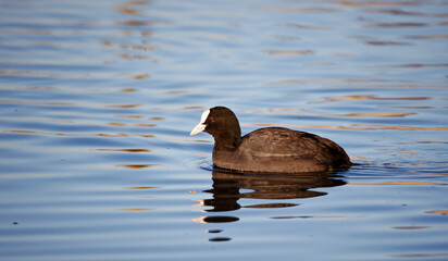 Coot swimming on a calm and reflective lake