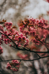 Sakura blossom springtime japan