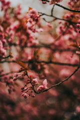 Sakura blossom springtime japan