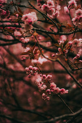 Sakura blossom springtime japan