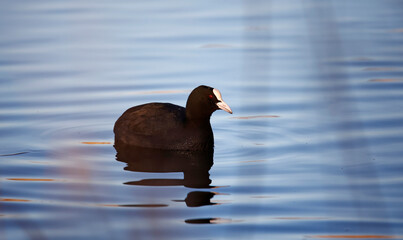 Coot swimming on a calm and reflective lake