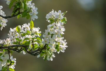 A branch with white blossoms. Spring feeling. Blurred background with place for text, copy space. Soft focus, bokeh and narrow depth of field. Close up picture taken in Sweden in May.