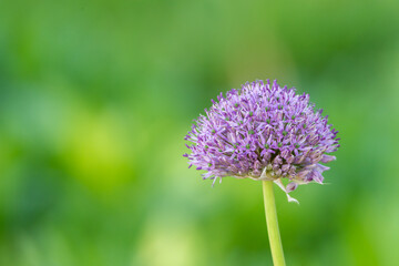 Close up shot of purple giant onion flower, Allium Giganteum. Shallow depth of field. Blurred, bokeh, background, use as banner or greeting cards. Copy space with place for text, lettering.